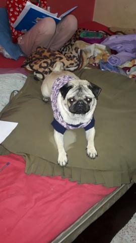 Pug macho pra cruza