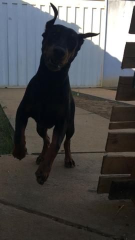 Filhote de Doberman
