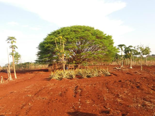 Chácara, Sítio, Terreno, aceito trocas - Foto 6