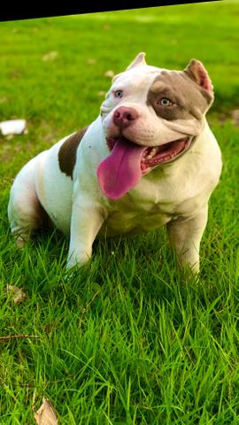 American Bully tri lilac - aberto a cobertura - Foto 3