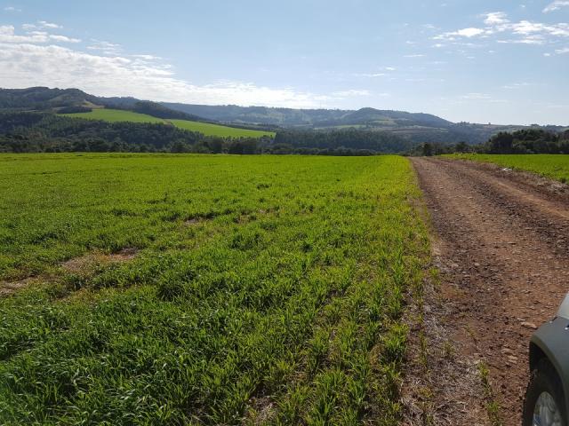 8345 | Sítio à venda em Rural, Santa Maria - Foto 4