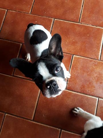 Filhotes de buldogue francês - Foto 3