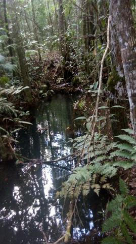 Chácara com área de 4000m², 14 km de Alto Paraíso de Goiás - Foto 2