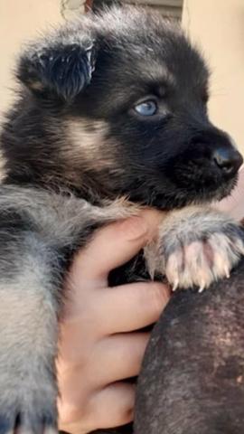 Lindos filhotes de husky siberiano com pastor alemão - Foto 4