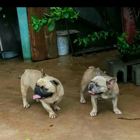 Buldogue Francês reservas
