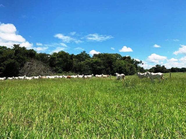 300 Alqs Formada Montada e Estruturada Banhada Por Rio Jussara GO - Foto 11