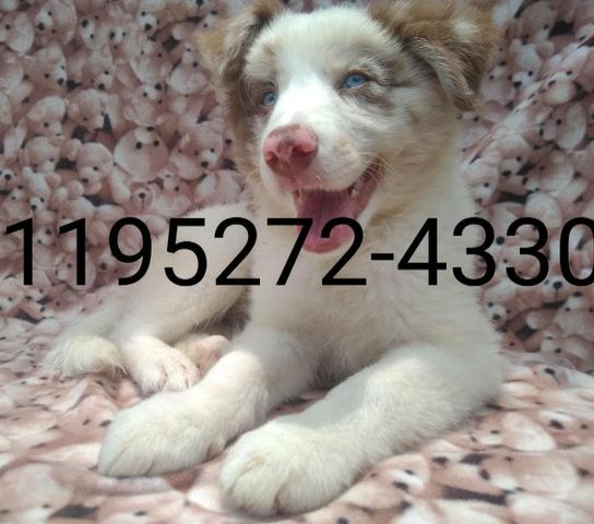 Filhotes de Border Collie com 02 meses, vacinado com pedigree - Foto 2