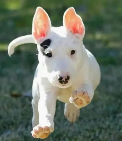Bull Terrier filhote disponível.