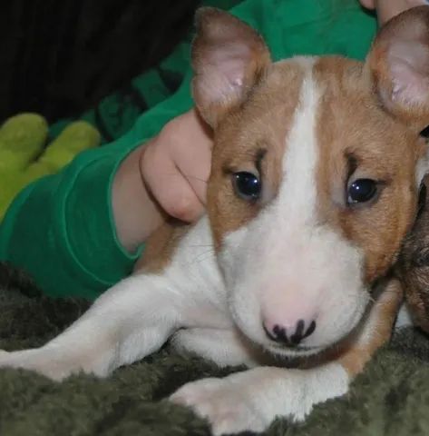 Bull terrier sale puppies olx