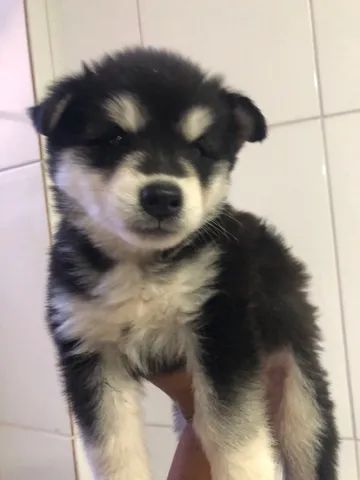 Husky Siberiano 100% Puro - Foto 3