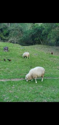 Borregas e ovelhas prenhas
