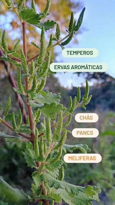 TEMPEROS VARIADOS  - Foto 3