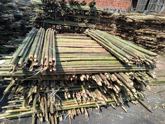 Estaca para plantio de tomate ? - Foto 5