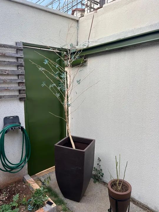 Vaso com planta decorativa de bambu
