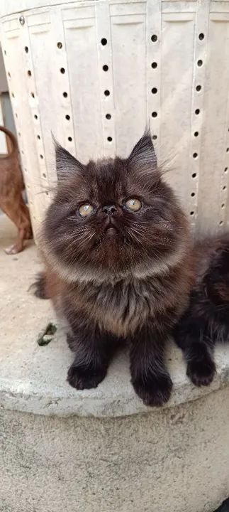 Gatinhos Persa disponível