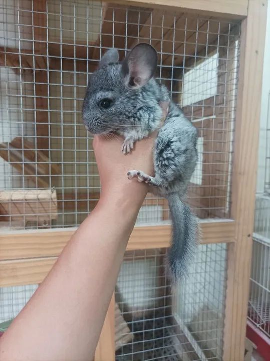 Filhote de chinchila  - Foto 2