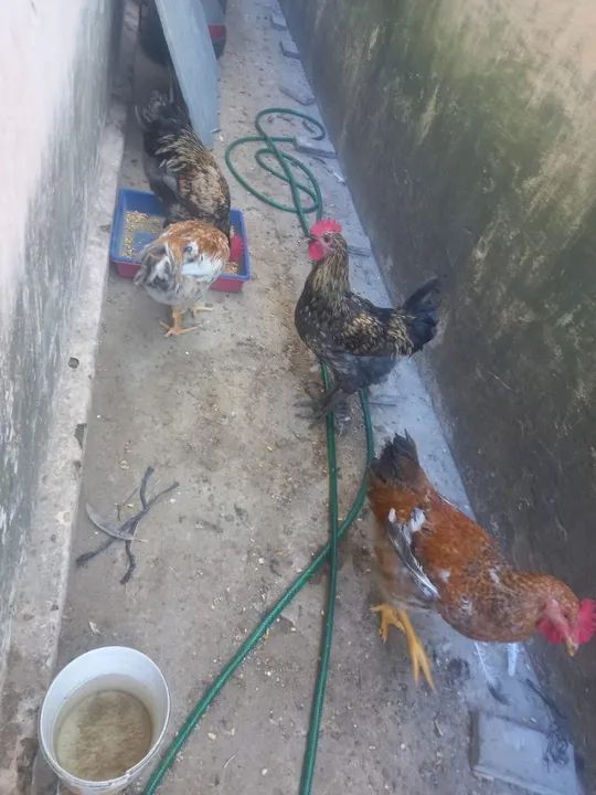 Frangos Caipiras 5 meses - Foto 6