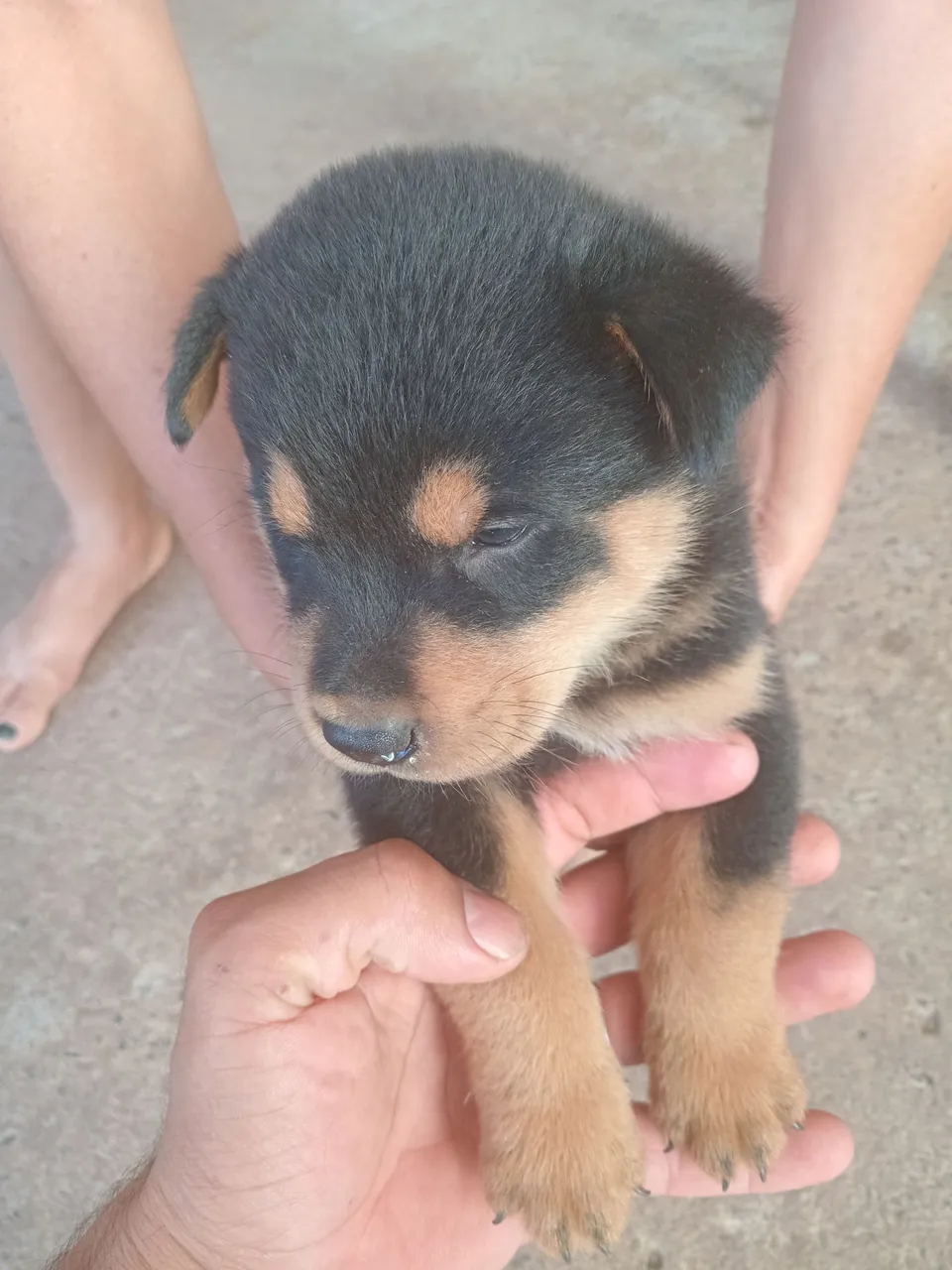 Filhote de Chow Chow com Rottweiler macho