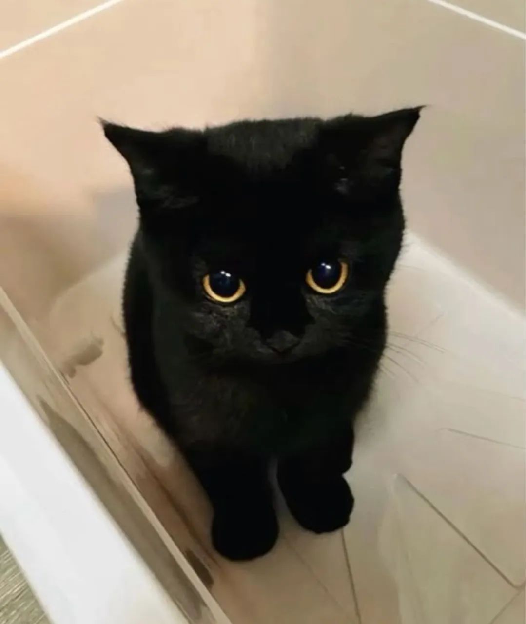 Scottish Fold Filhotes Adoráveis na Cor Preto