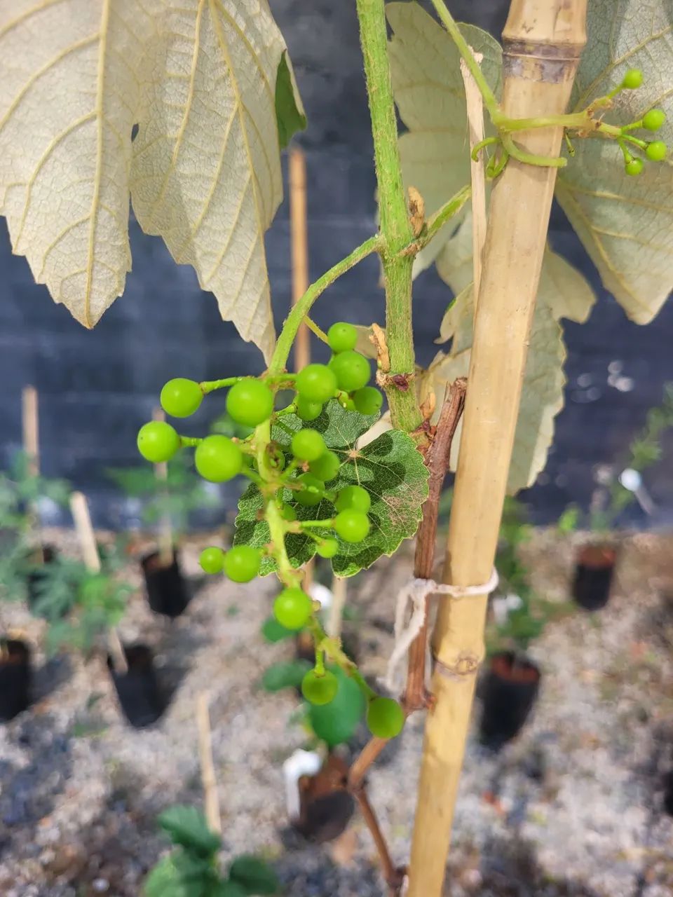 Mudas Frutíferas Enxertadas  - Foto 3