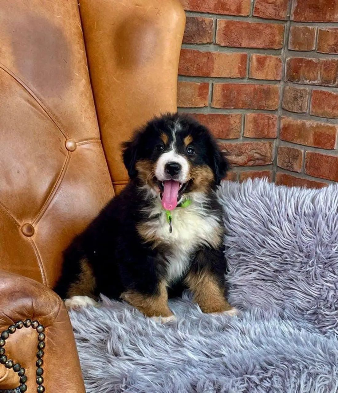 Filhote de Bernese  mountain Encantador - Foto 2