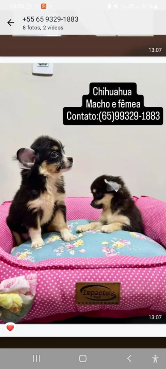 Chihuahua Macho e Fêmea - Filhotes Disponíveis