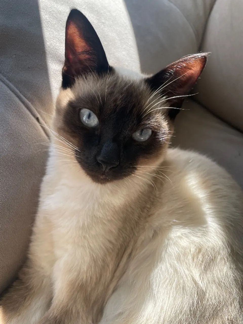 Gata fêmea  - Foto 2