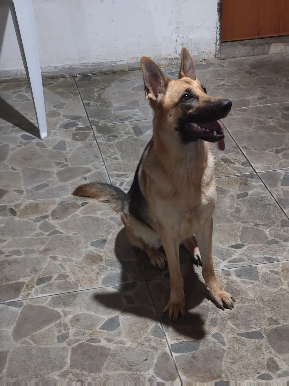 Pastora alemã de 1 ano para cruzar