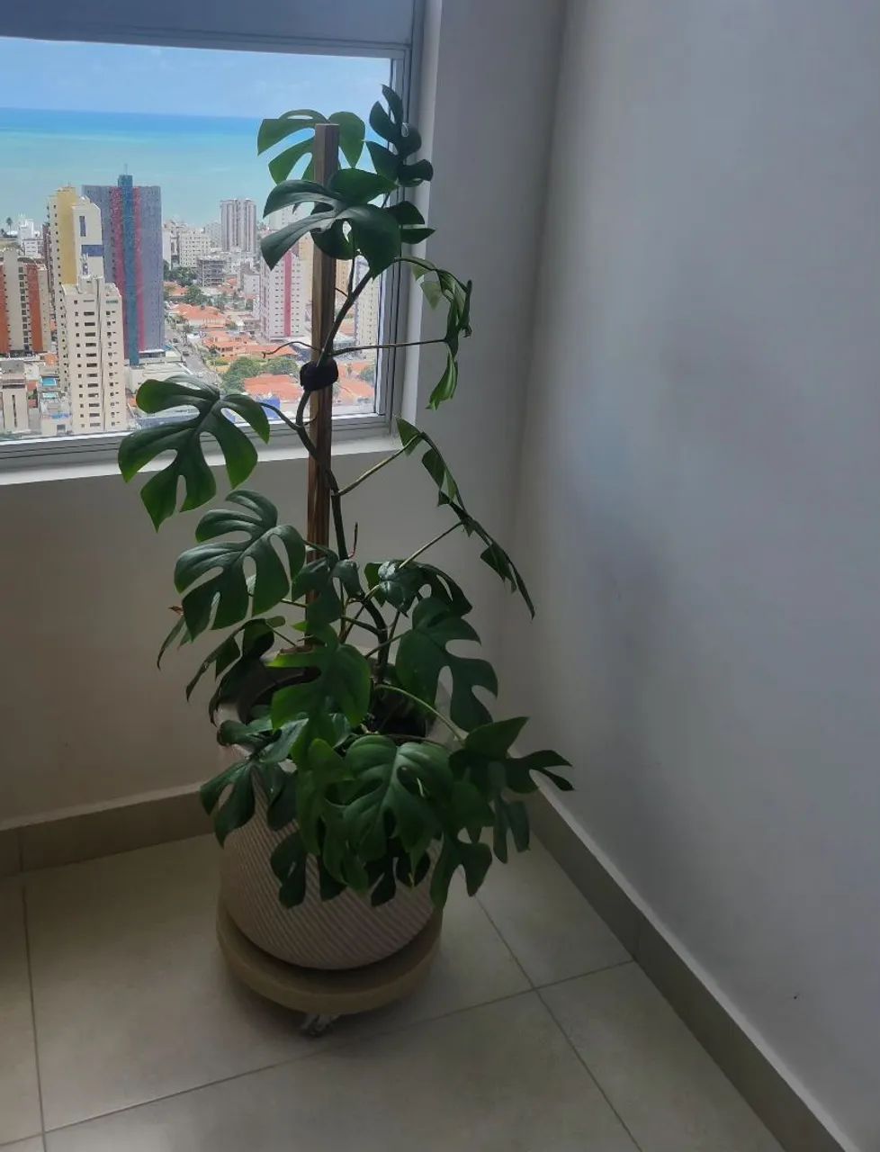 VASO COM MINI COSTELA DE ADÃO - RHAPHIDOPHORA TETRASPERMA  - Foto 2