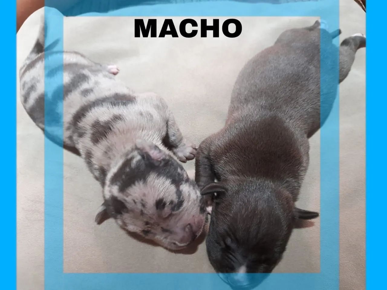 Filhotes de Pit Monster - Foto 3