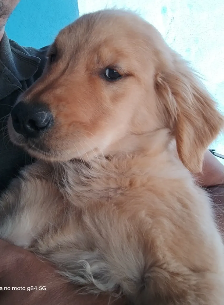 Filhote de Golden Retriever 