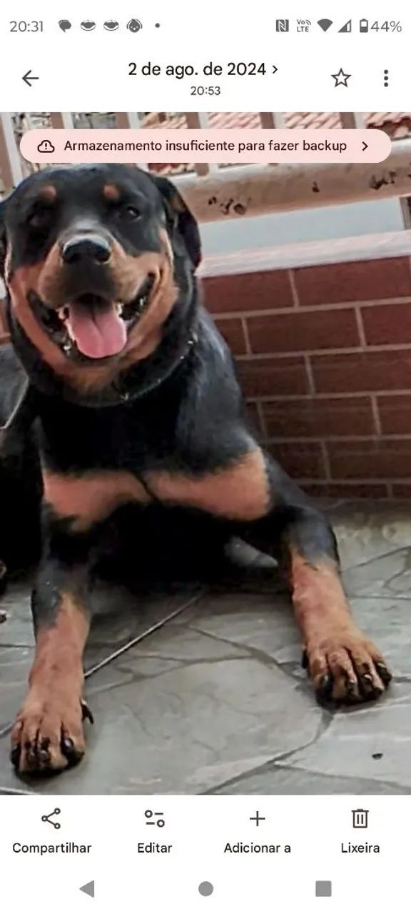 Rottweiler  - Foto 6