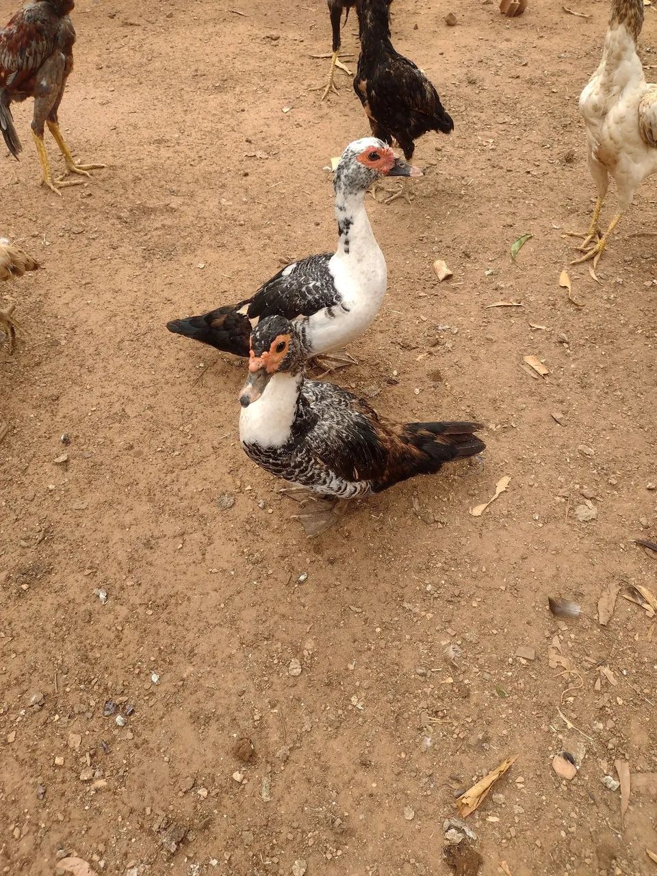 Patos - Foto 4