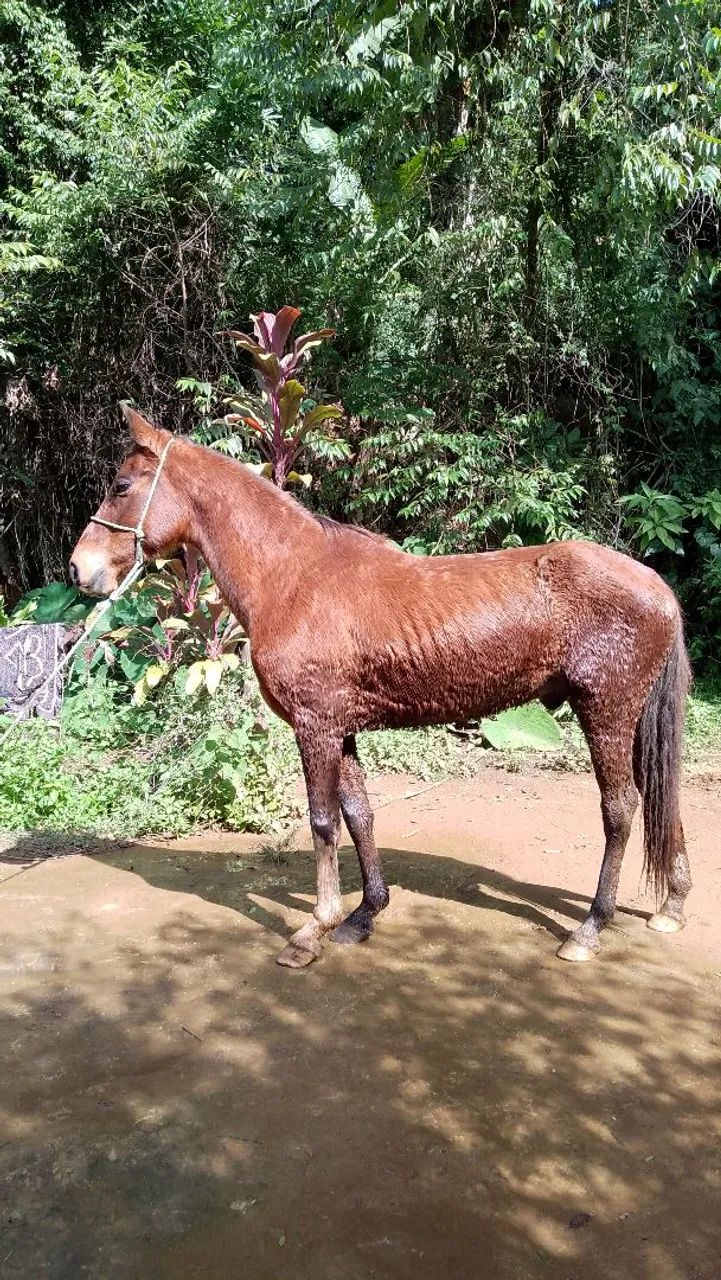 Cavalo marcha batida top - Foto 2