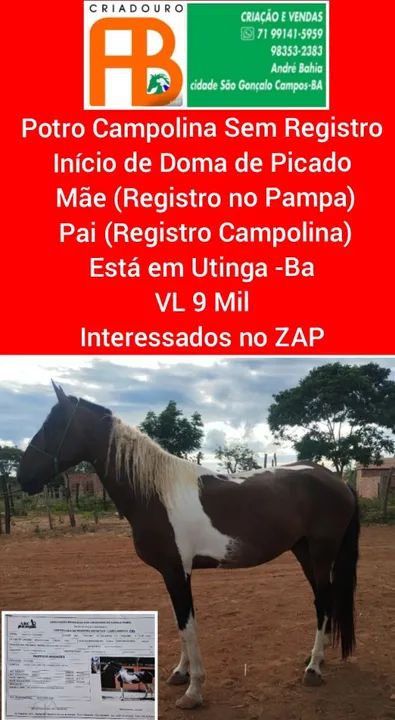 Campolina Homozigoto Registrado  - Foto 4
