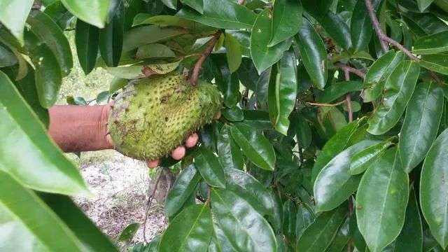 Granja com Casa Sede, Poço, 7.5 Hectares, plantação de graviola