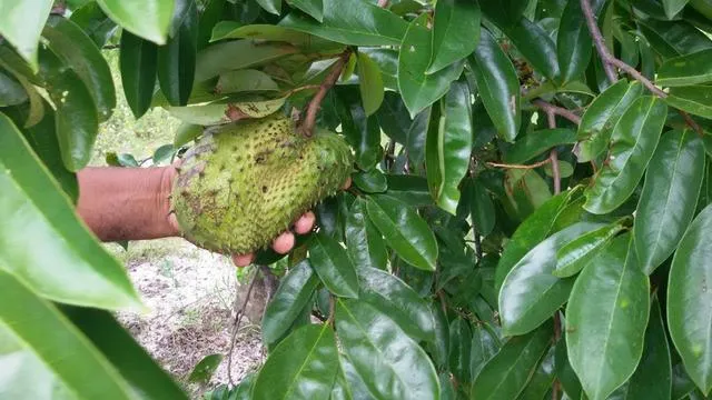 Granja com Casa Sede, Poço, 7.5 Hectares, plantação de graviola