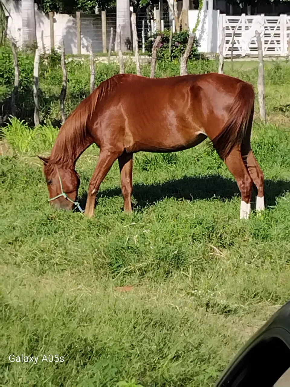 Vendo essa lida egua