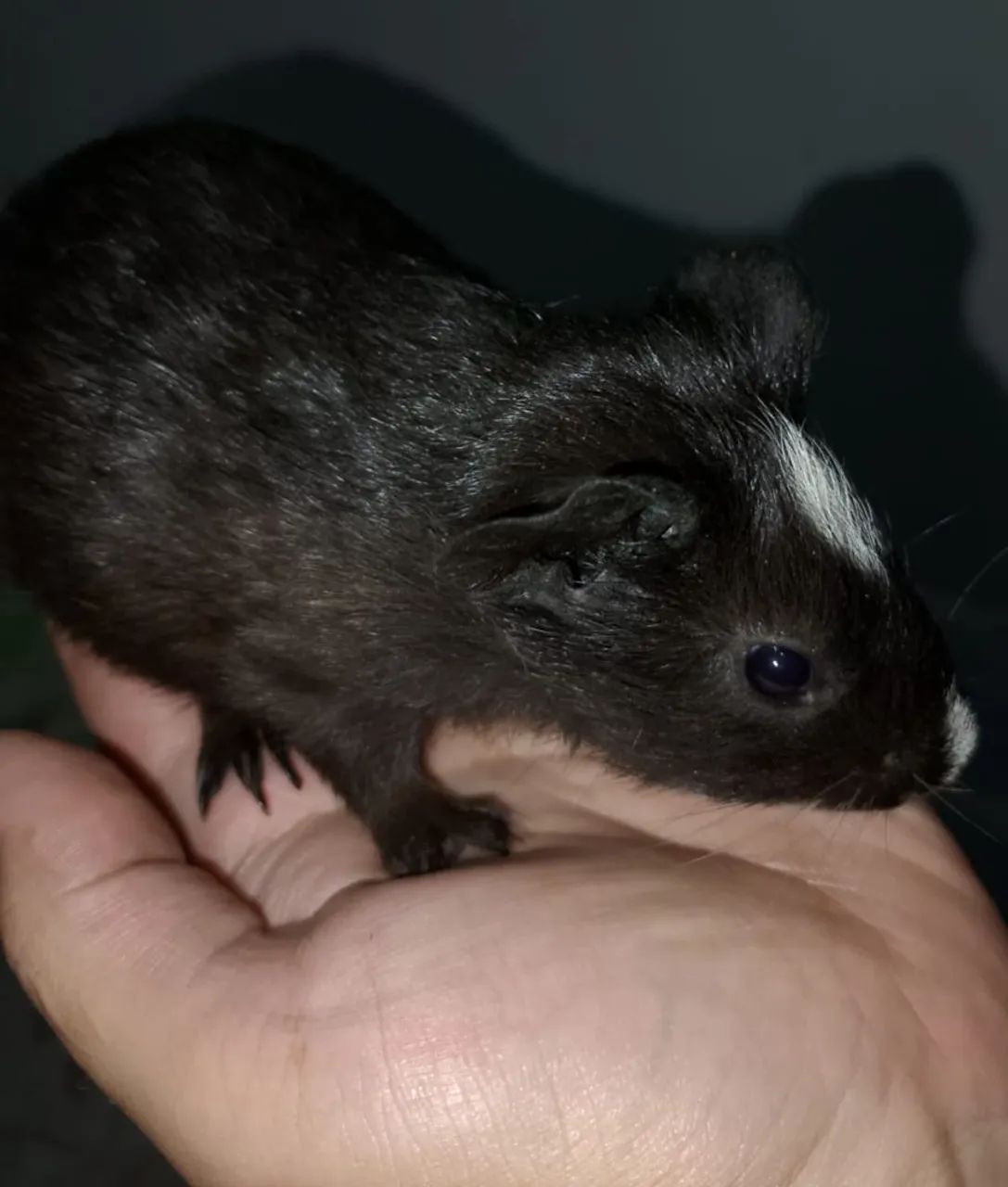 Porquinhos da índia black filhotes - Foto 3