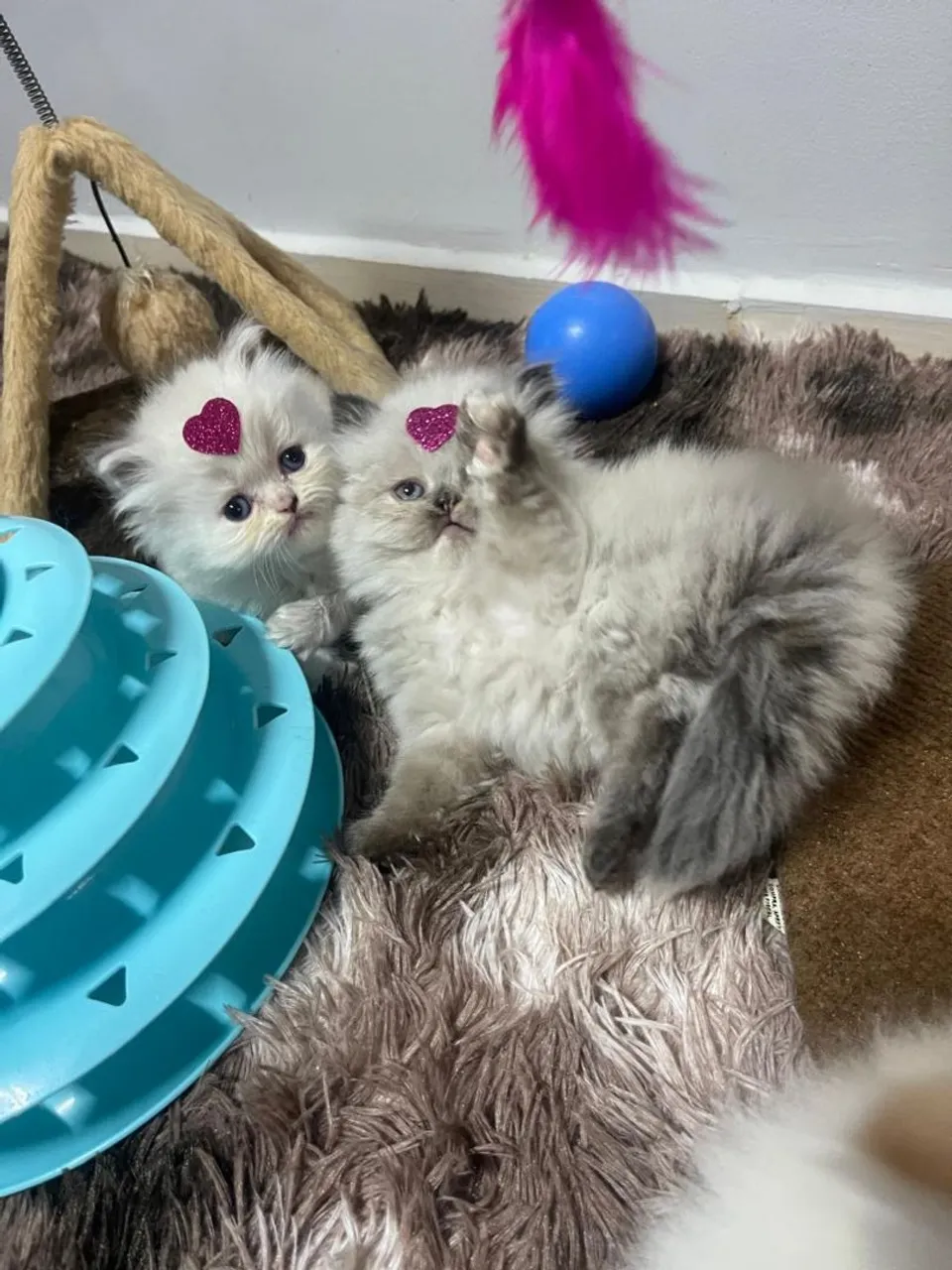 Lindos filhotes de gato Persa