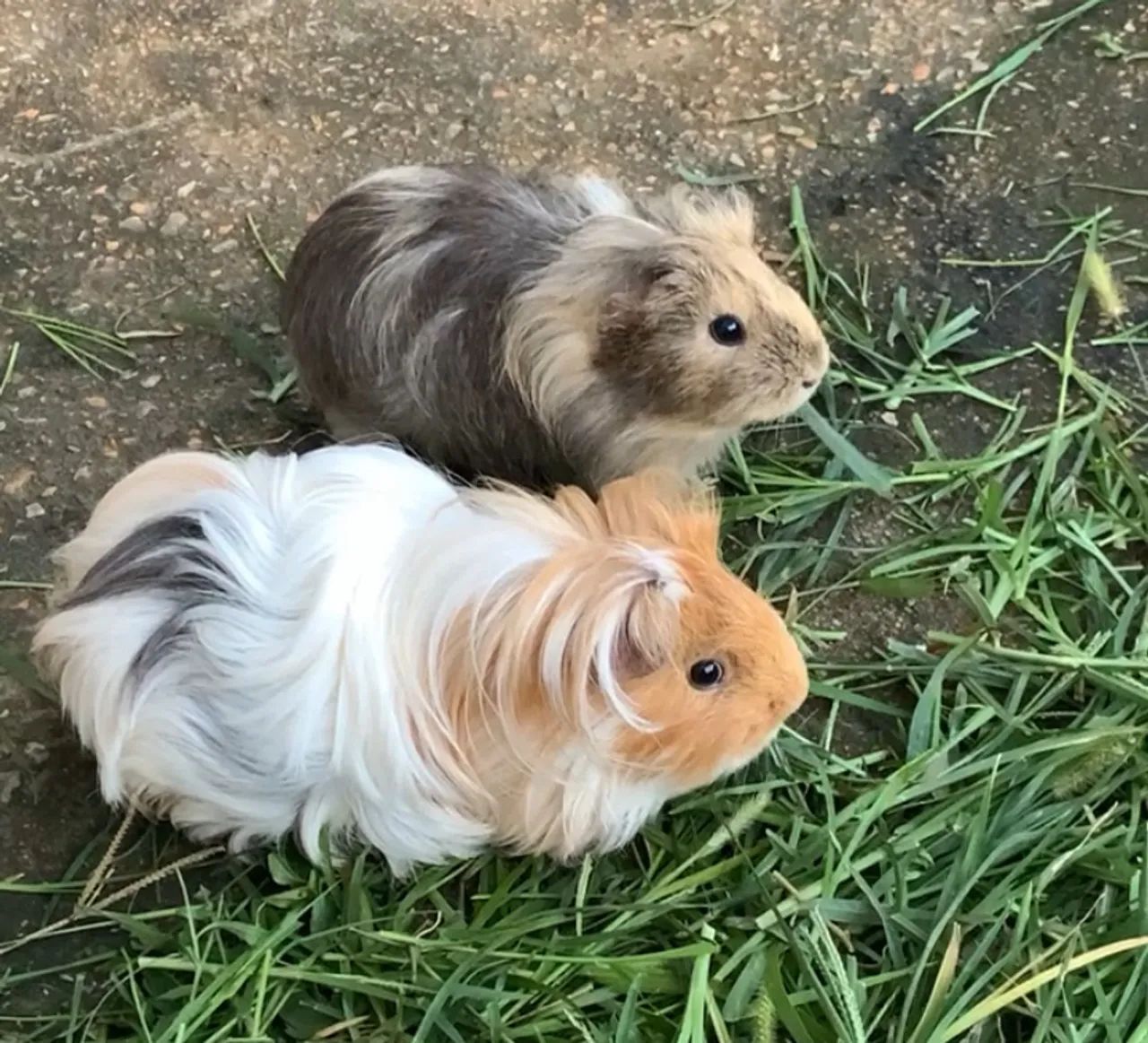 Porquinhas da índia para doação 