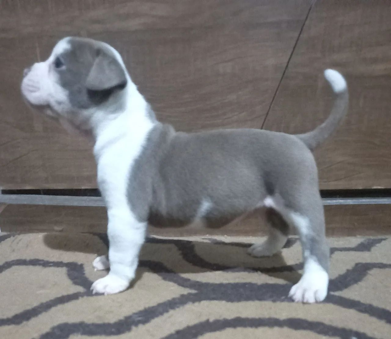 Vende-se filhotes de Olde Bulldog Inglês  - Foto 2