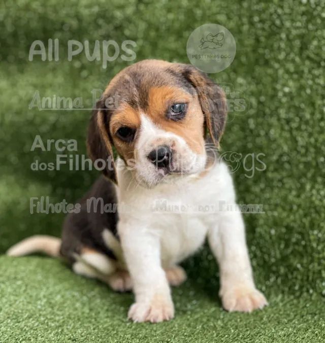 Beagle o filhote reservado e selecionado - garanta hoje   - Foto 2