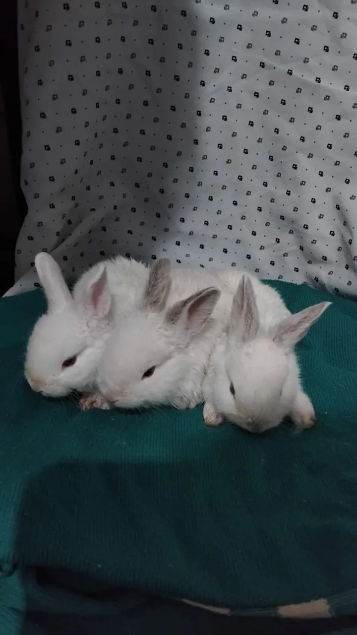 Netherland Dwarf Branco - Orelhas Cinza64606828201347123