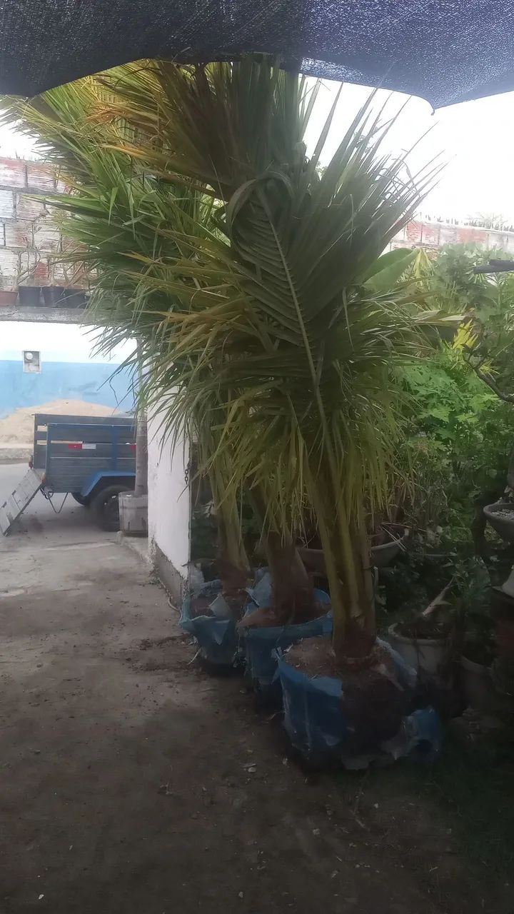  Coqueiros bae  - Foto 2