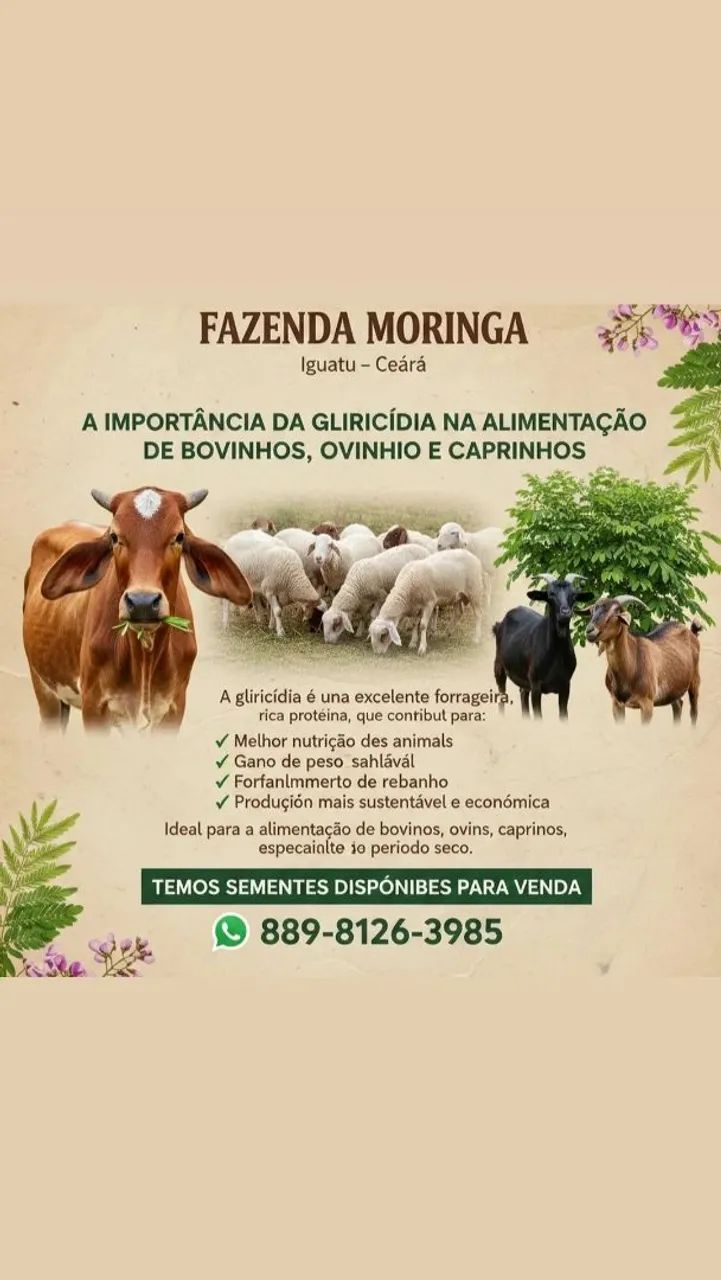 Sementes de Gliricíidia  - Foto 2