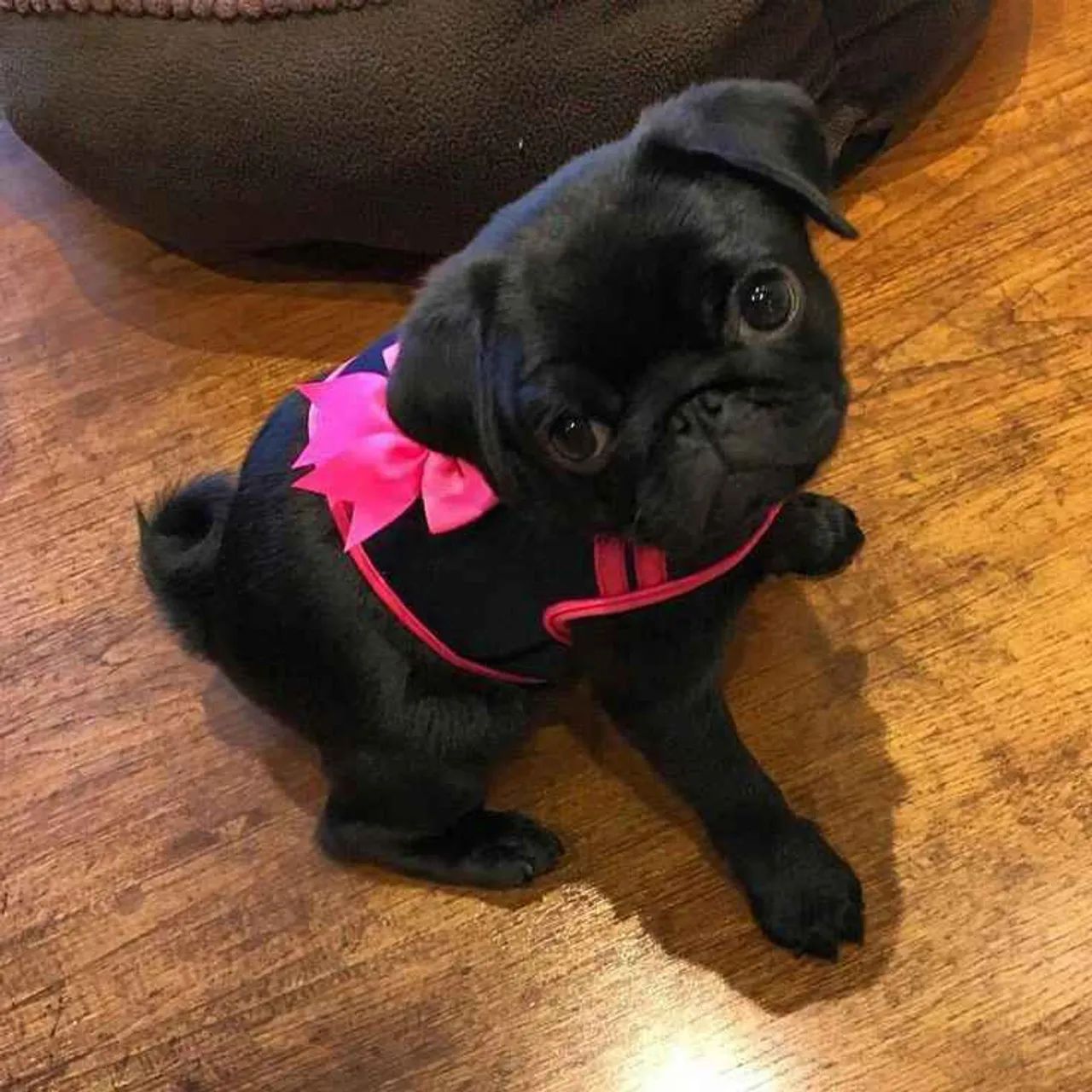 Filhote Pug, Dê um lar a um filhotinho e ganhe amor para sempre!