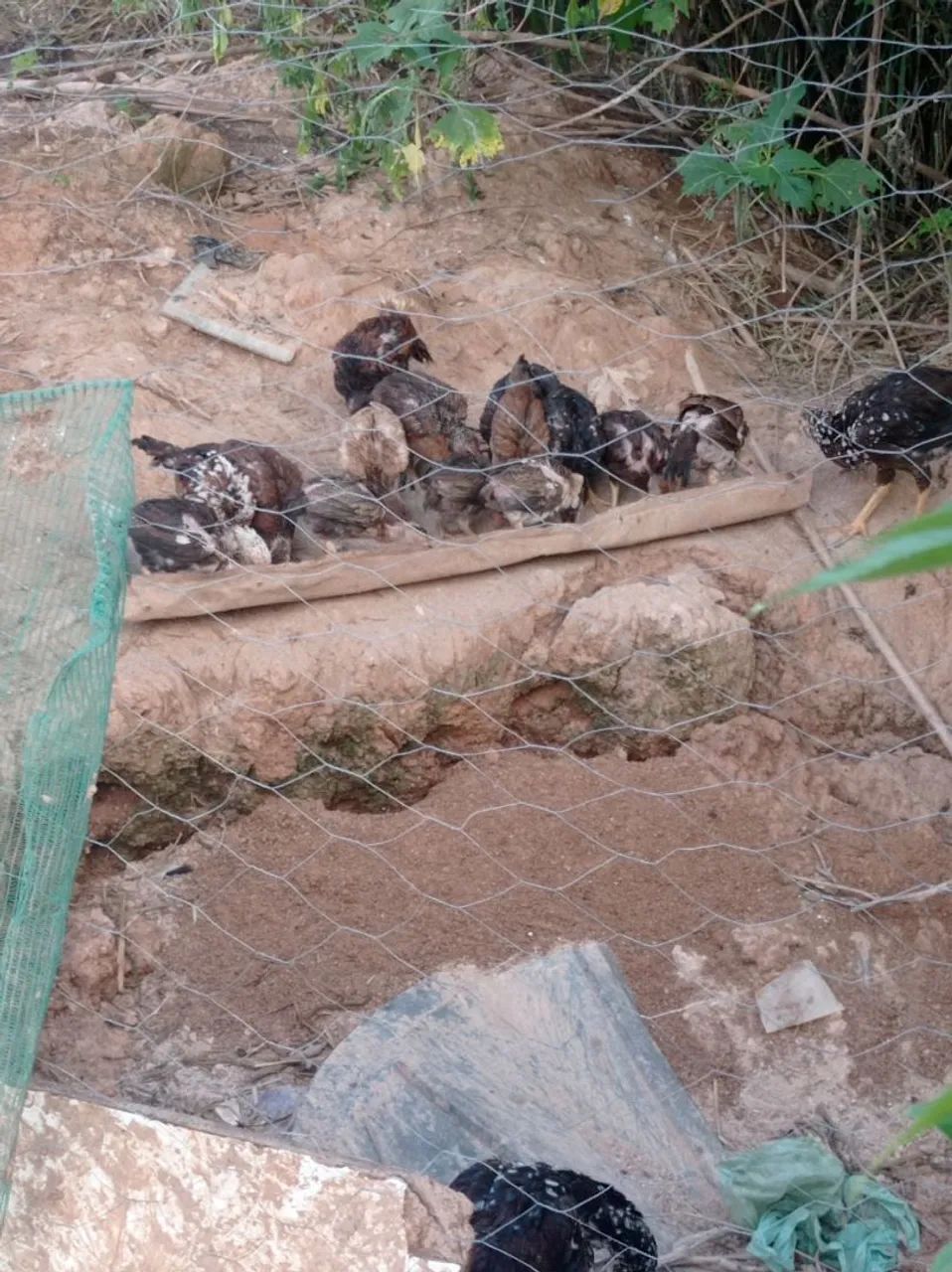 Vendo galinhas e galo índio e 19 franguinho  - Foto 3