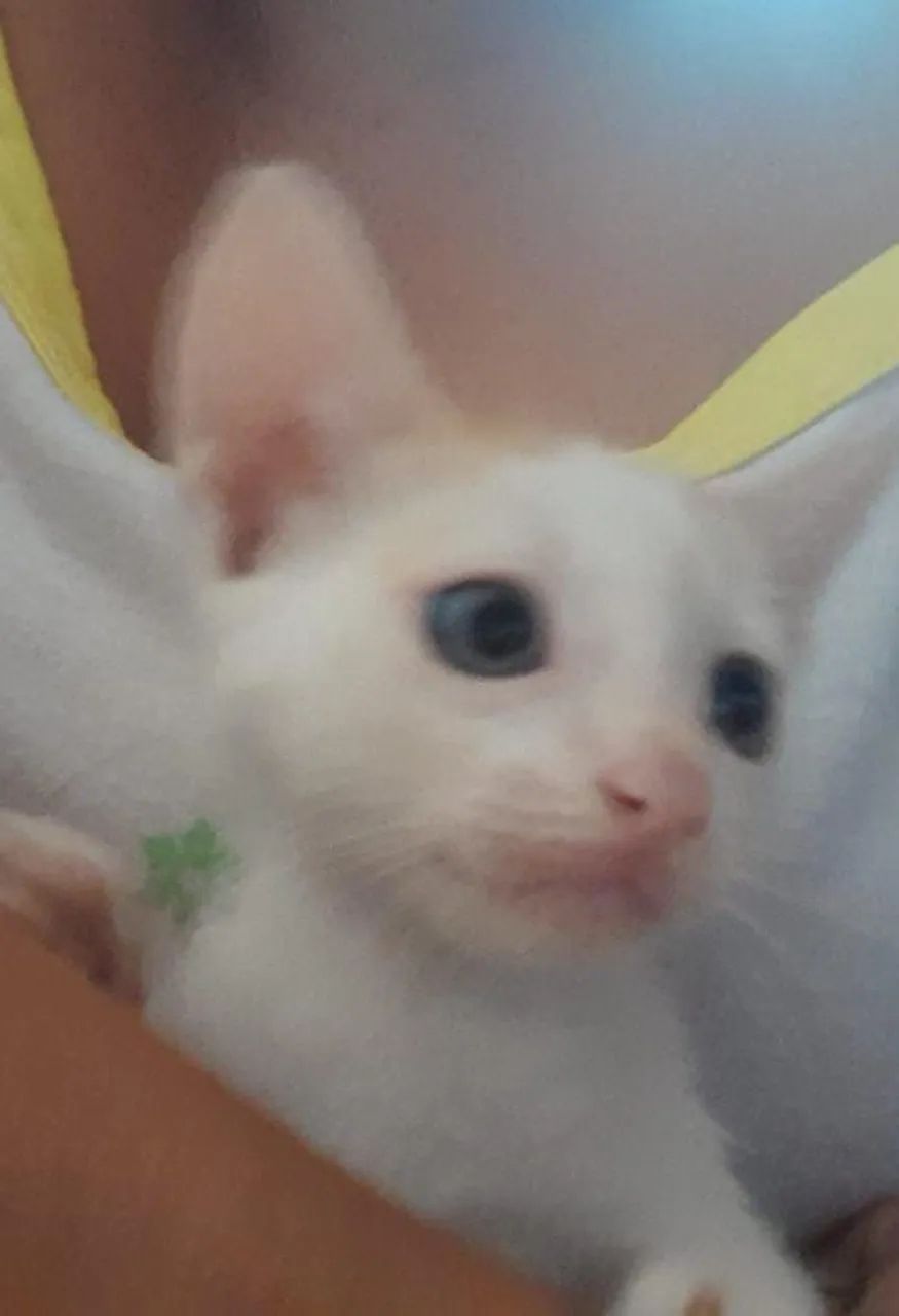 Sialatinhas para adoção.  2 meses . - Foto 2