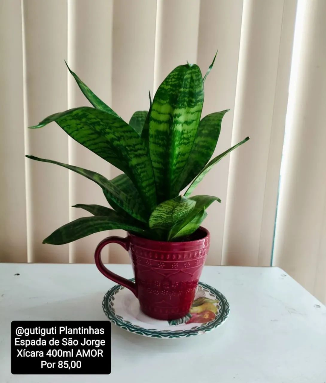 3 Plantas Espada de São Jorge por R$150,00  - Foto 3